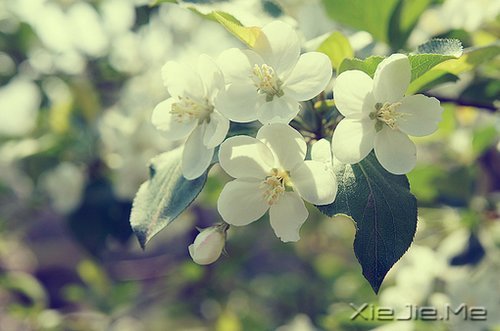 ᣬȴӵз (9)